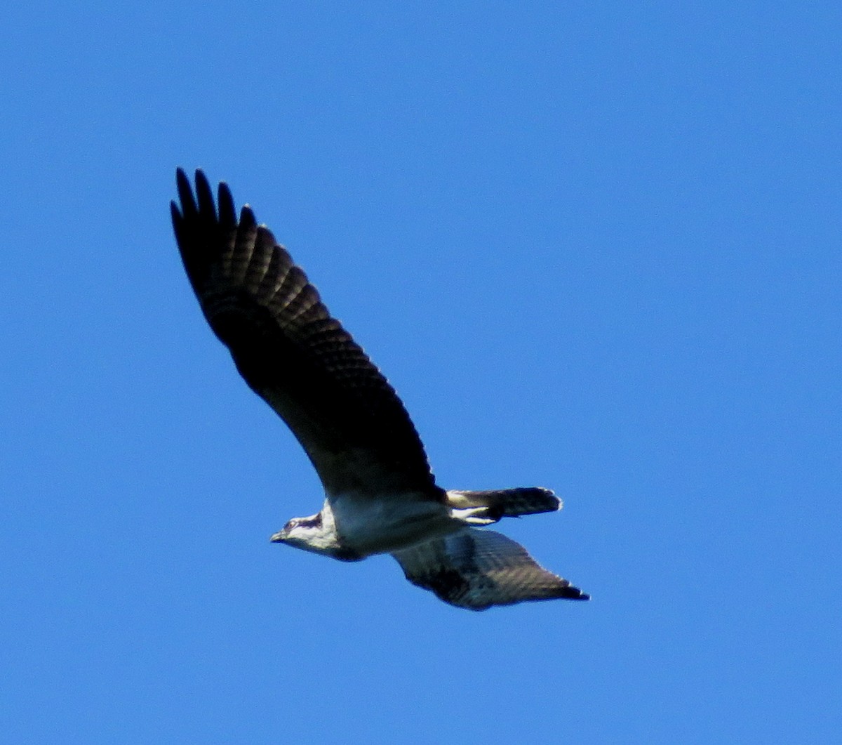 Águila Pescadora - ML605590941