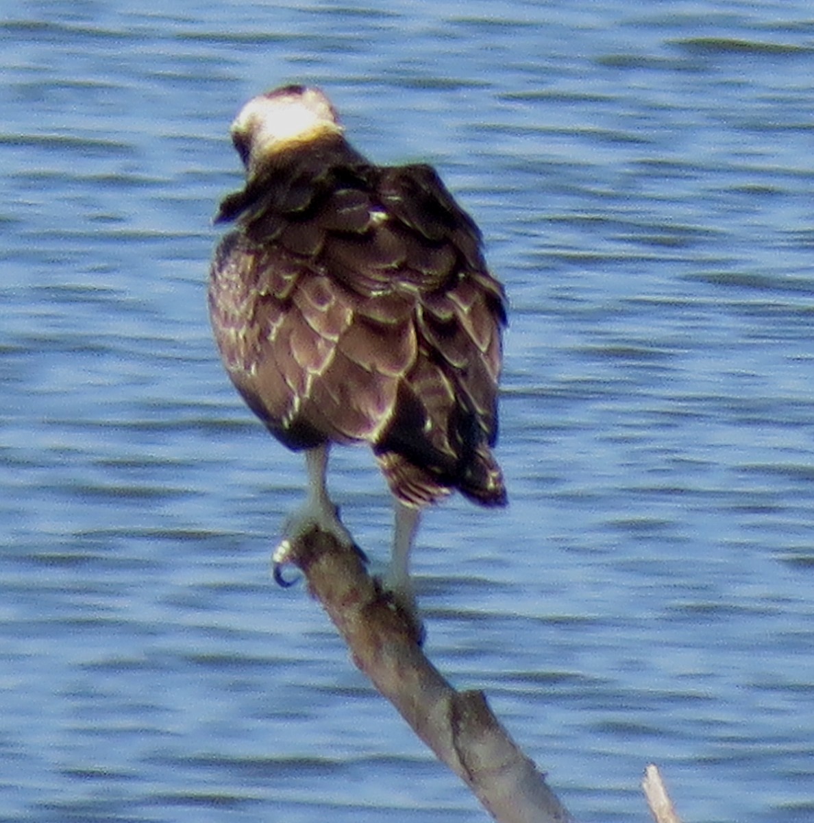 Águila Pescadora - ML605590951