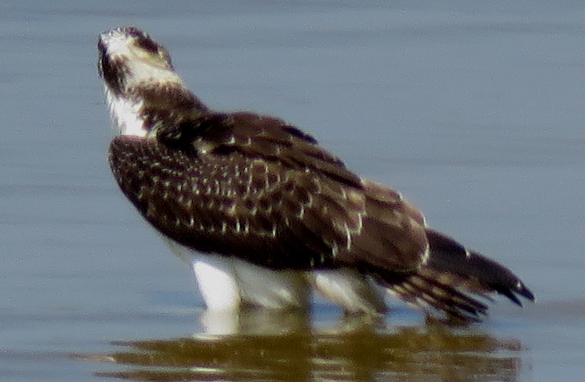 Águila Pescadora - ML605590981