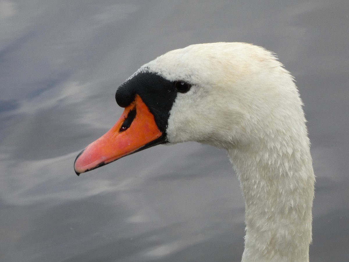 Mute Swan - ML605591061