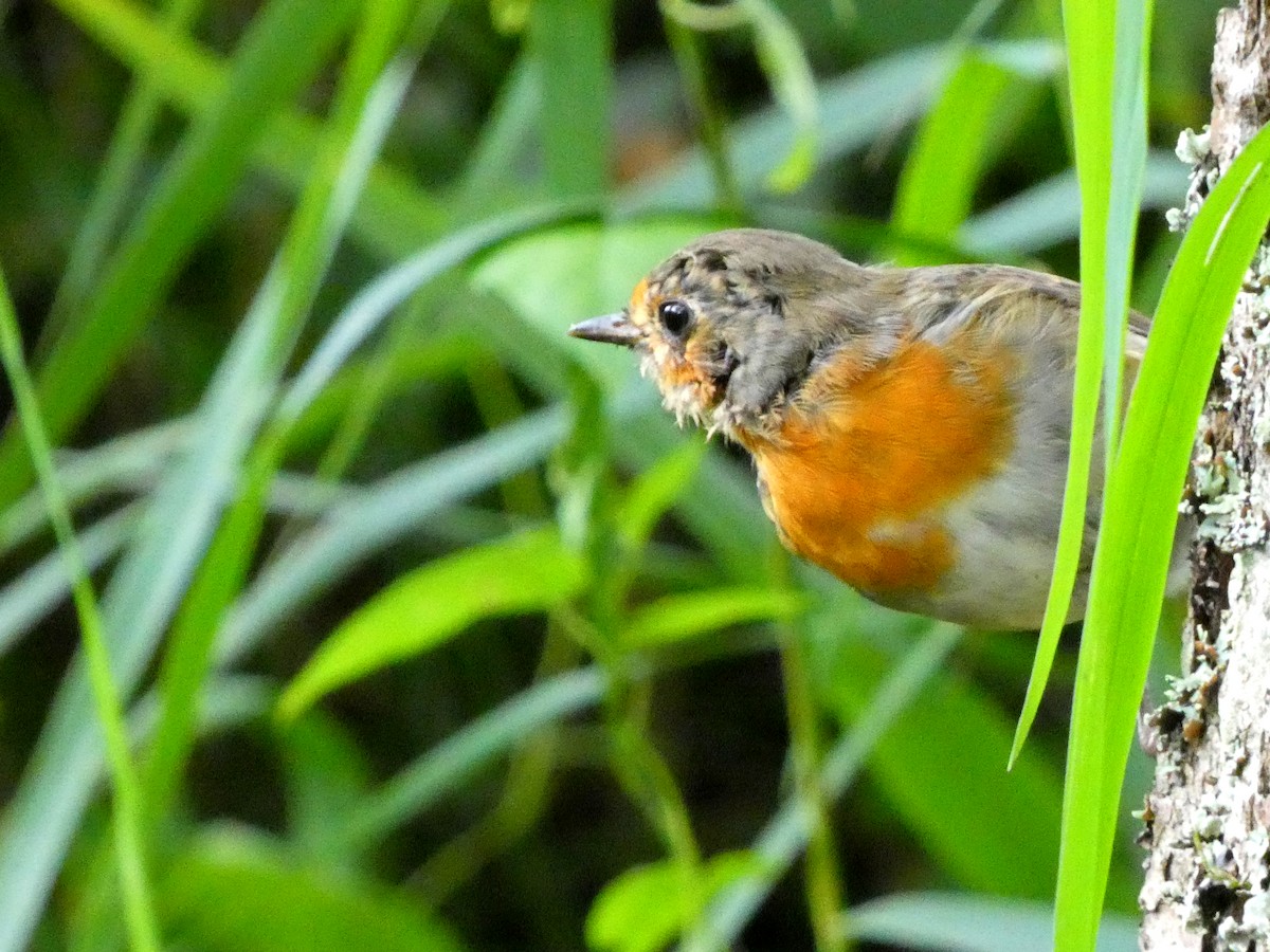 European Robin - ML605591091