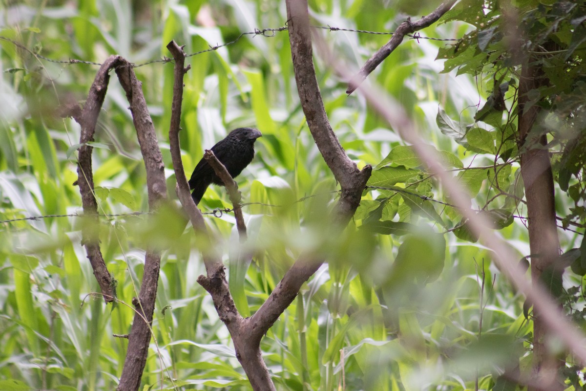 Groove-billed Ani - ML605591151