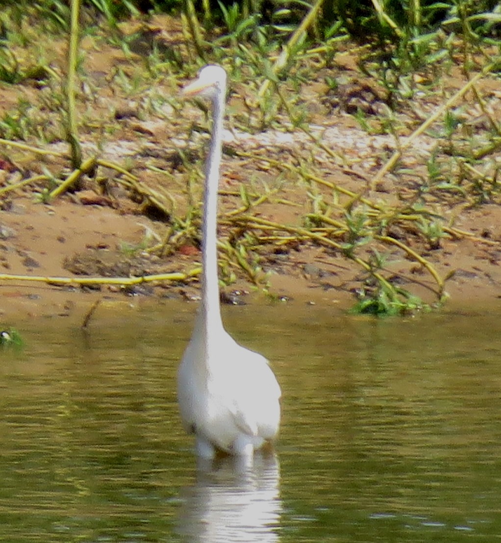 Great Egret - ML605591301