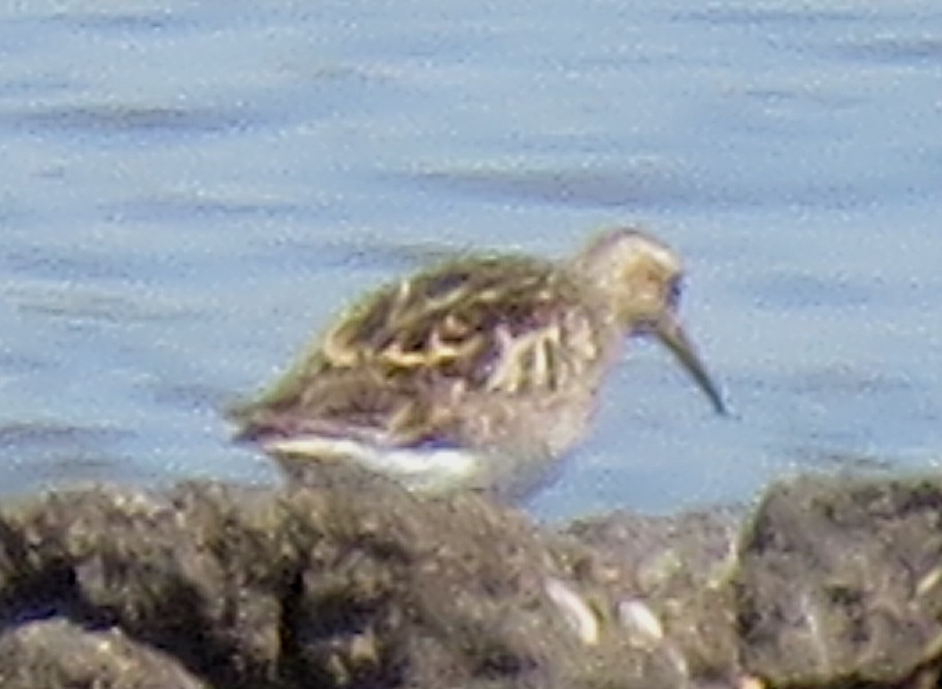 Pectoral Sandpiper - ML605591521