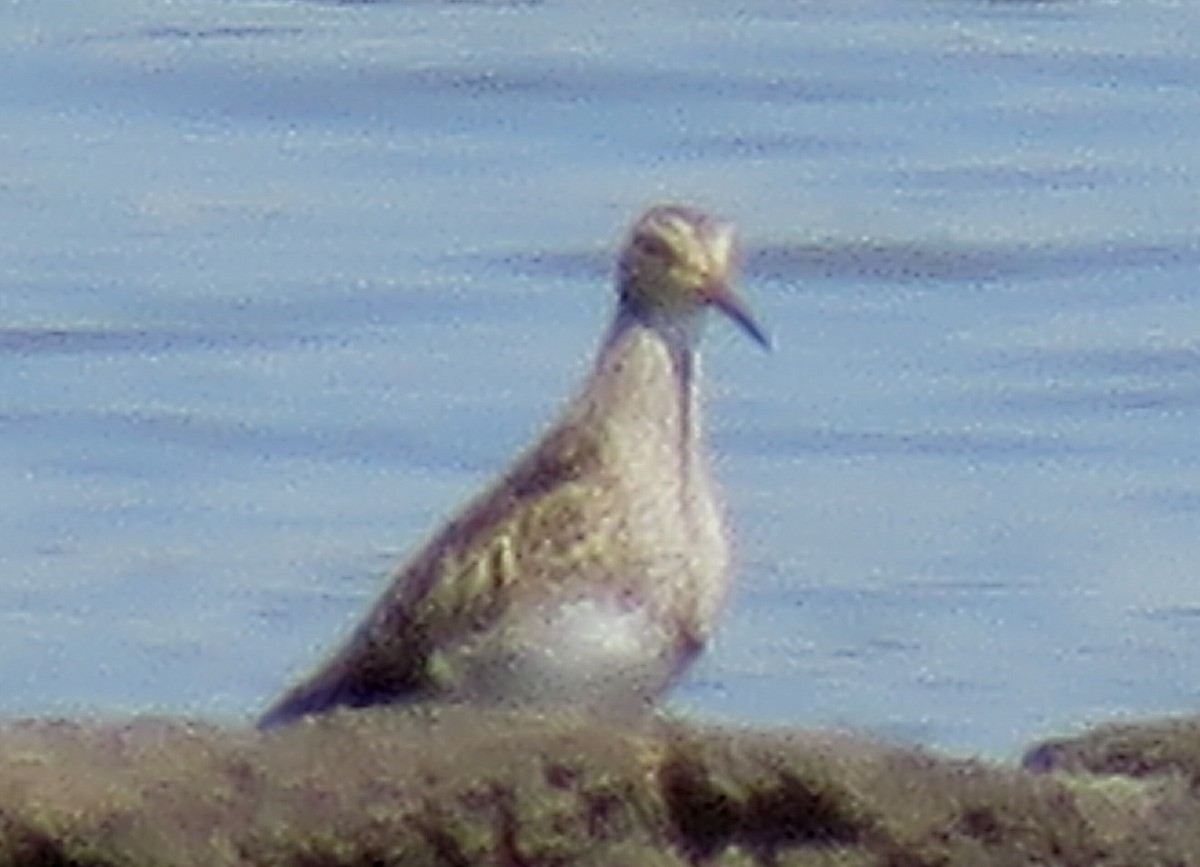 Pectoral Sandpiper - ML605591531