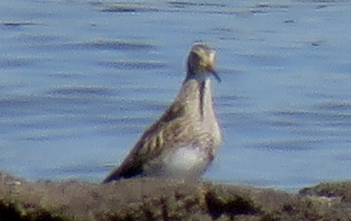 Pectoral Sandpiper - ML605591541