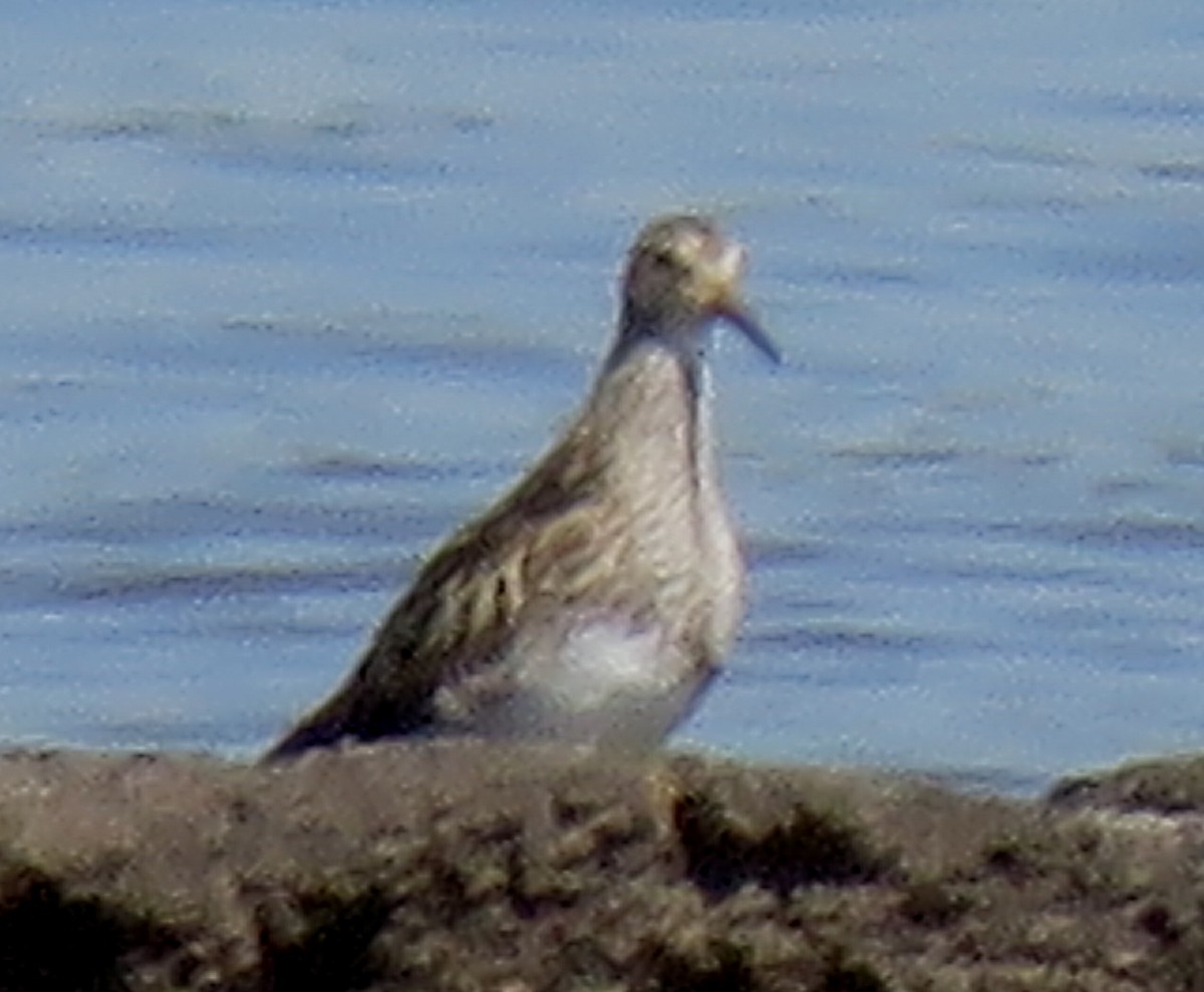 Pectoral Sandpiper - ML605591551