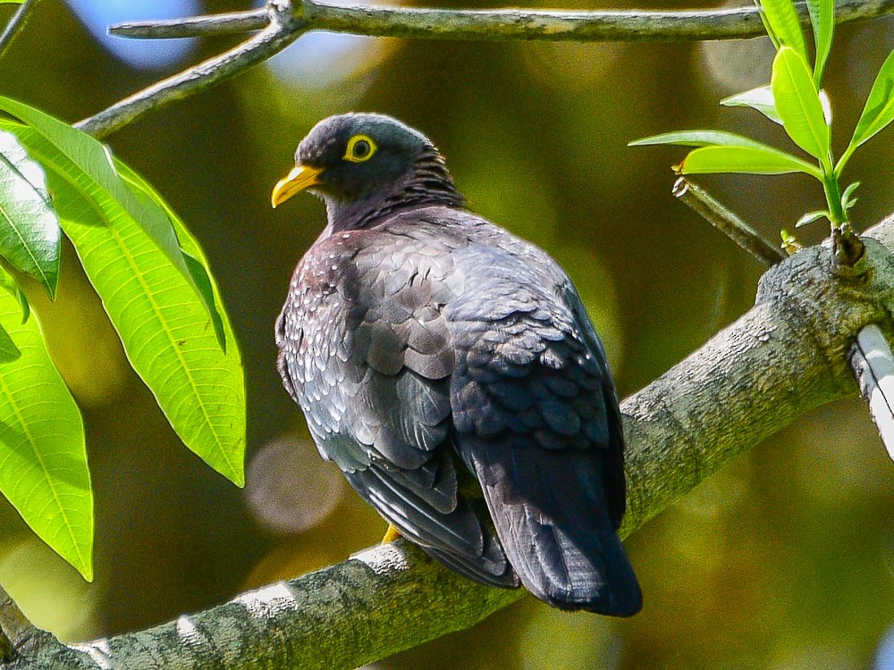 Pigeon rameron - ML605592121