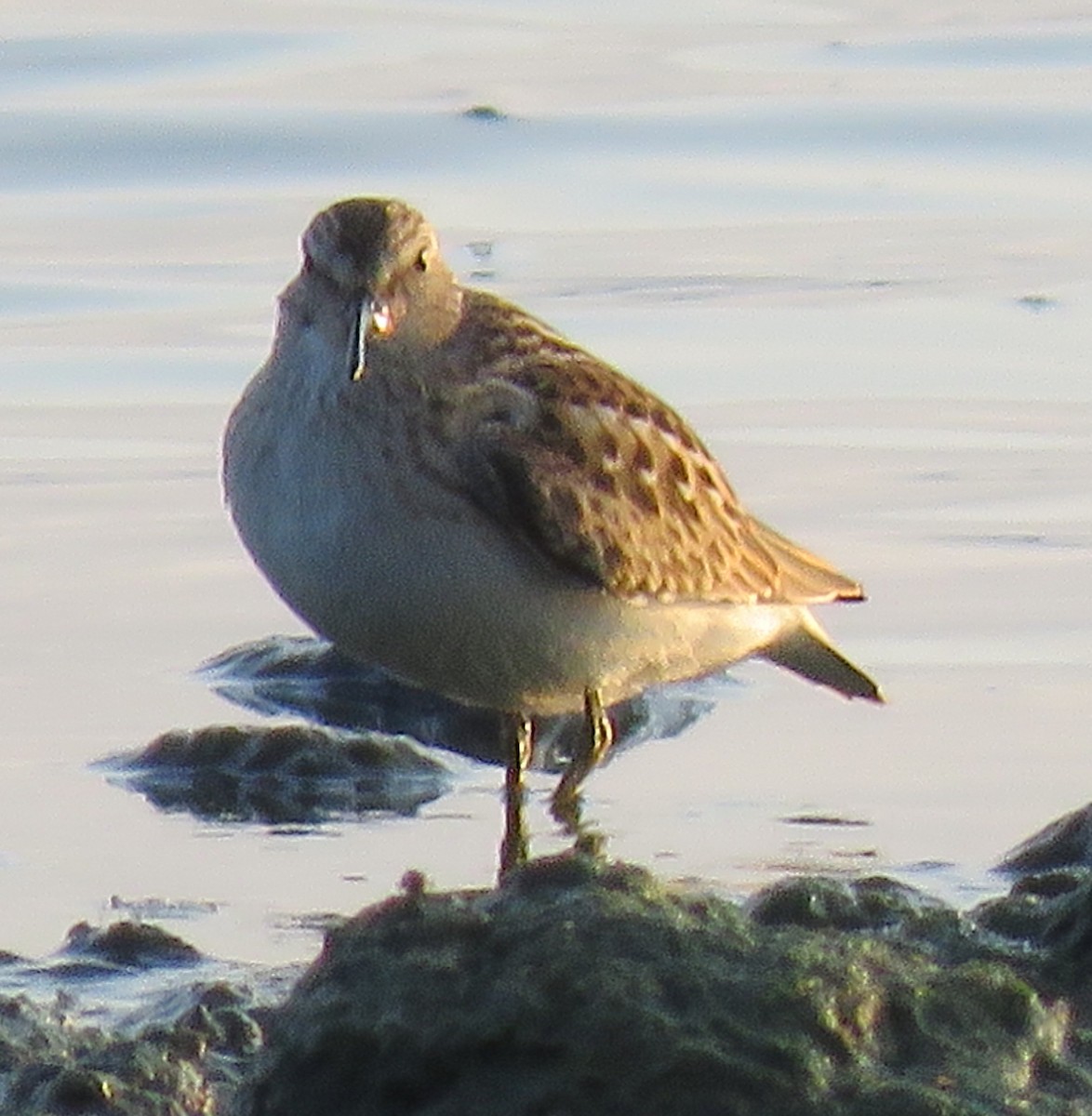 Least Sandpiper - ML605592601