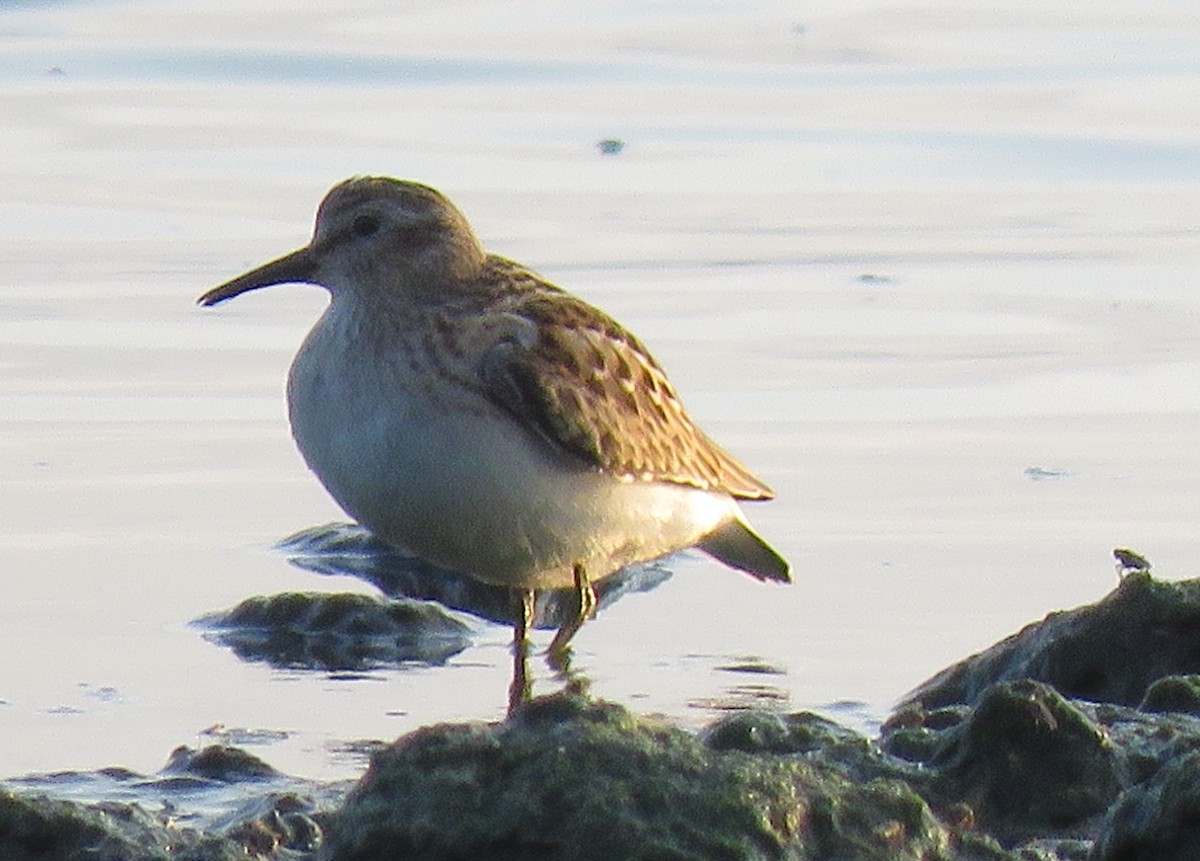 Least Sandpiper - ML605592611