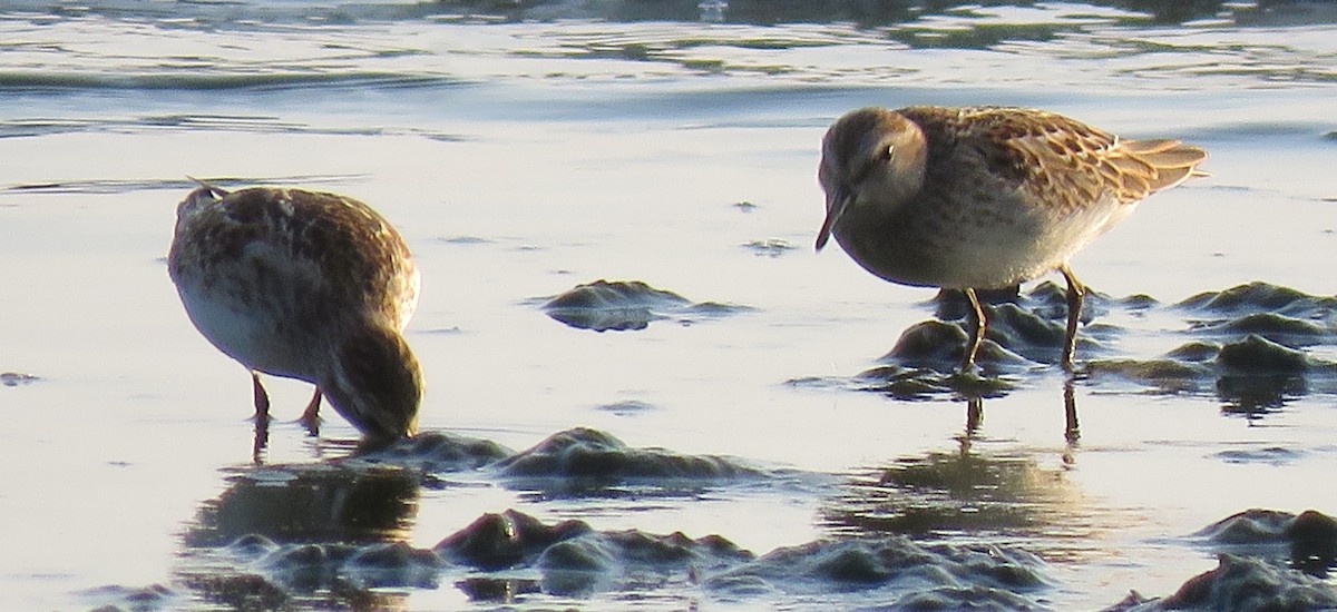 Least Sandpiper - ML605592621