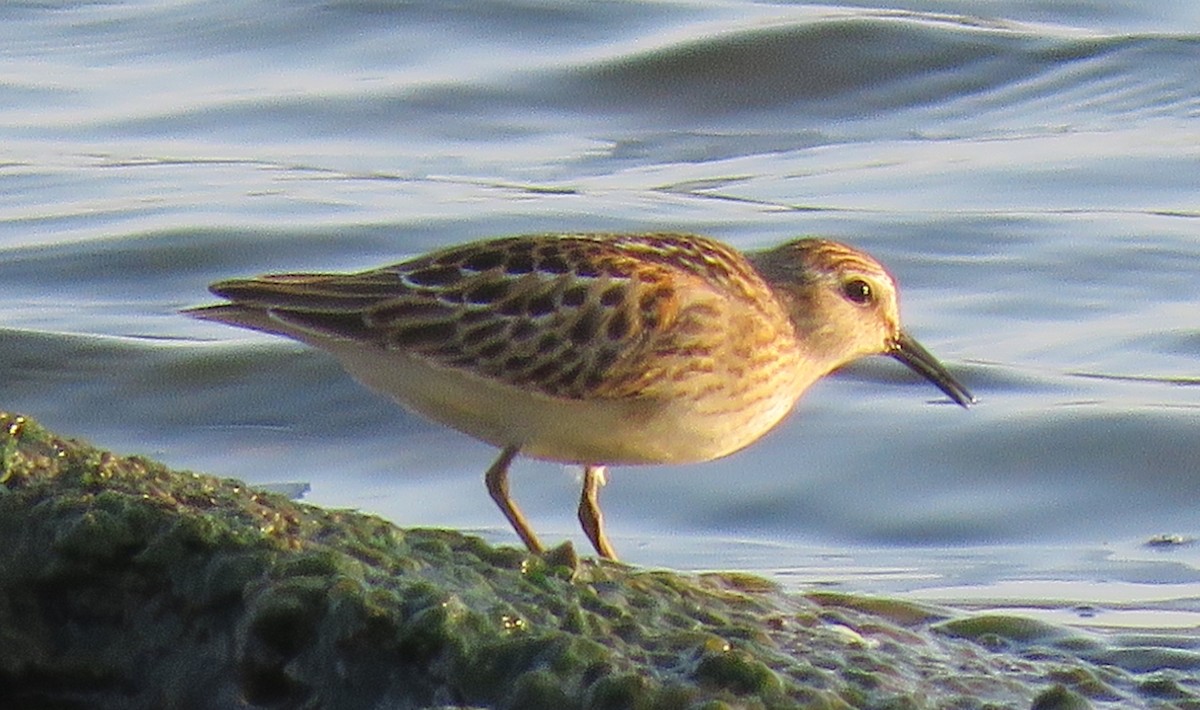 Least Sandpiper - ML605592631