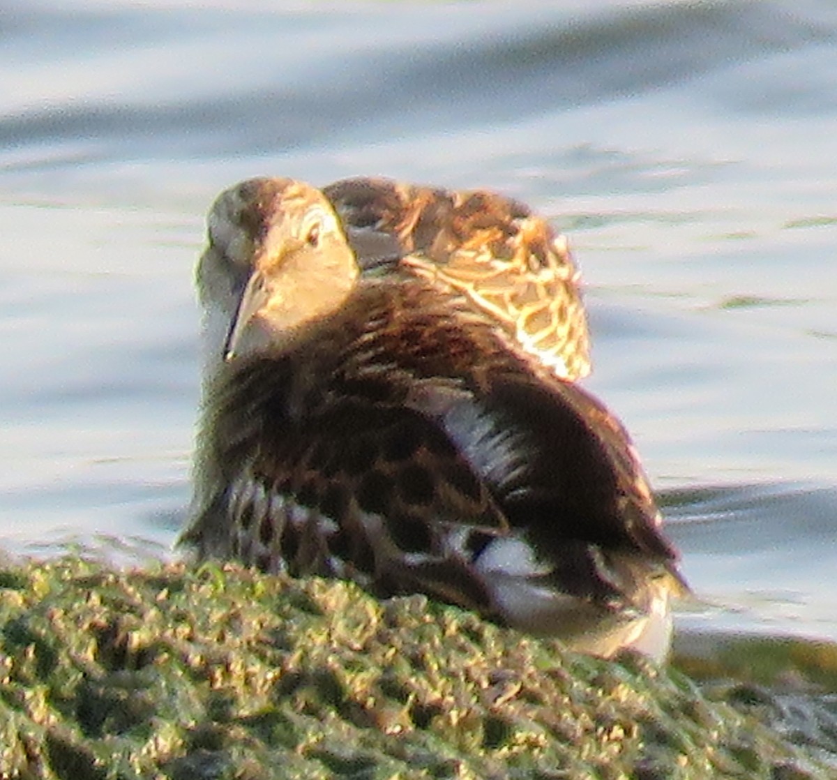 Wiesenstrandläufer - ML605592651