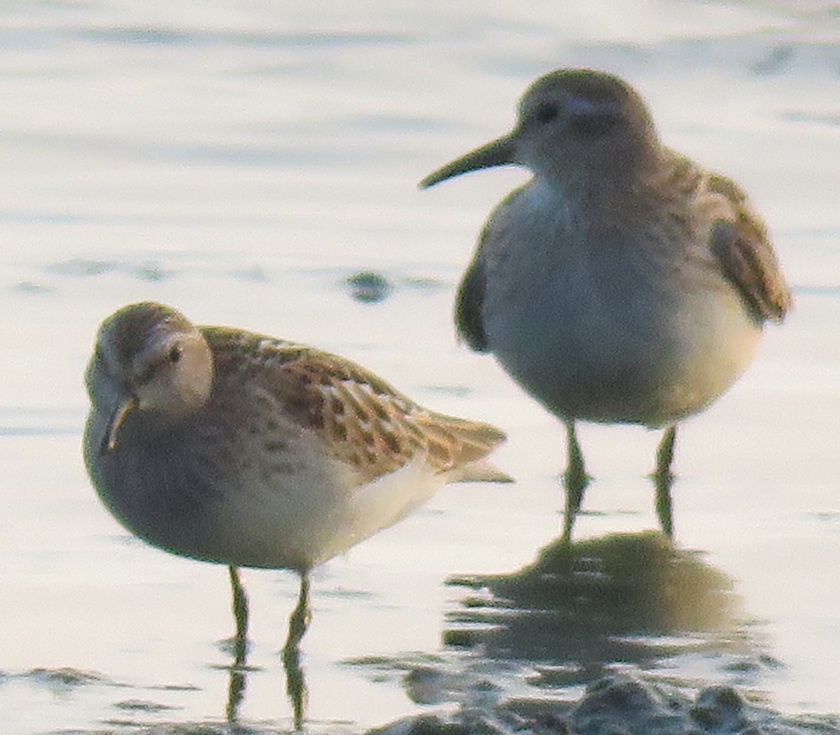 Least Sandpiper - ML605592661