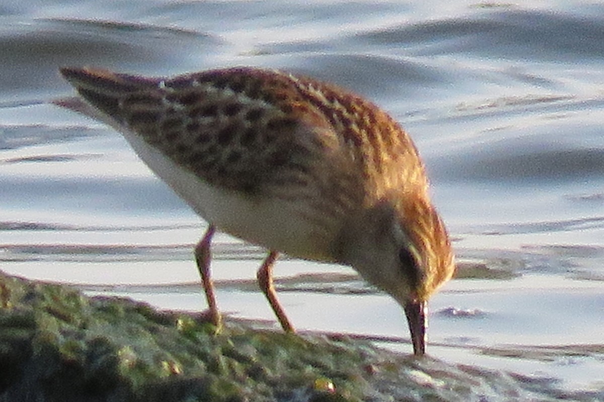 Least Sandpiper - ML605592671