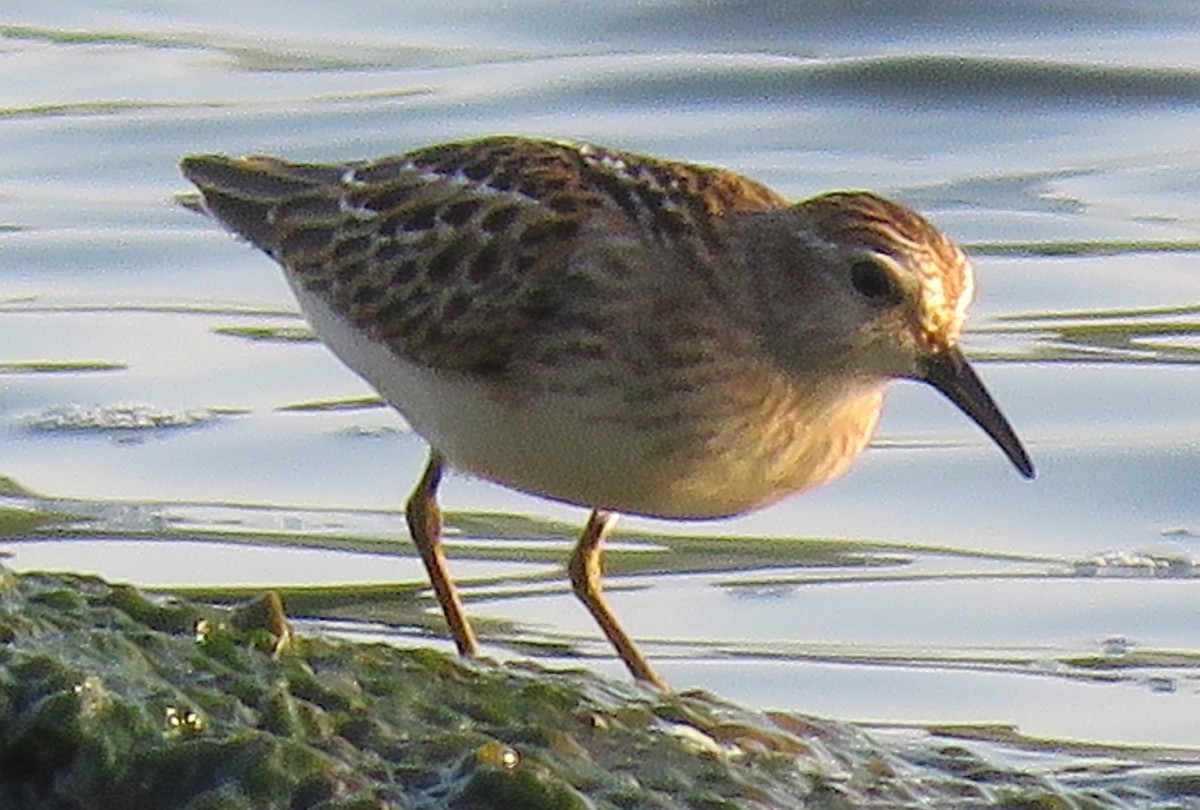 pygmésnipe - ML605592691