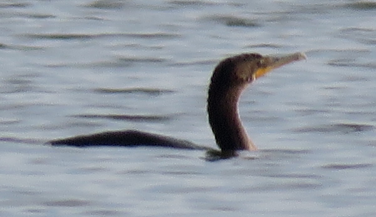 Double-crested Cormorant - ML605592901