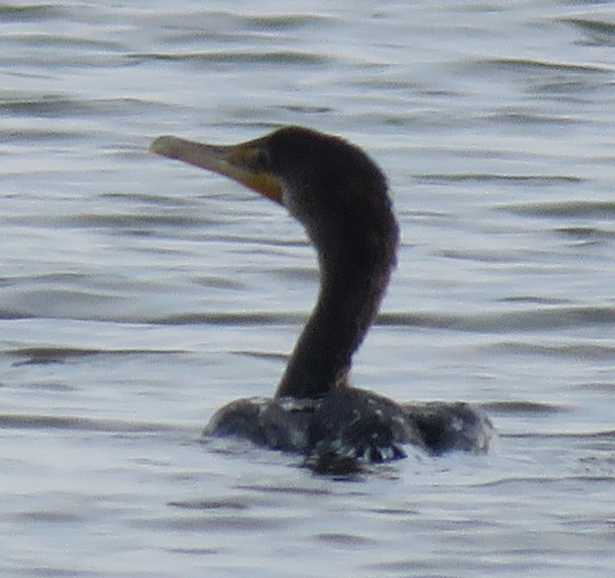 Double-crested Cormorant - ML605592911