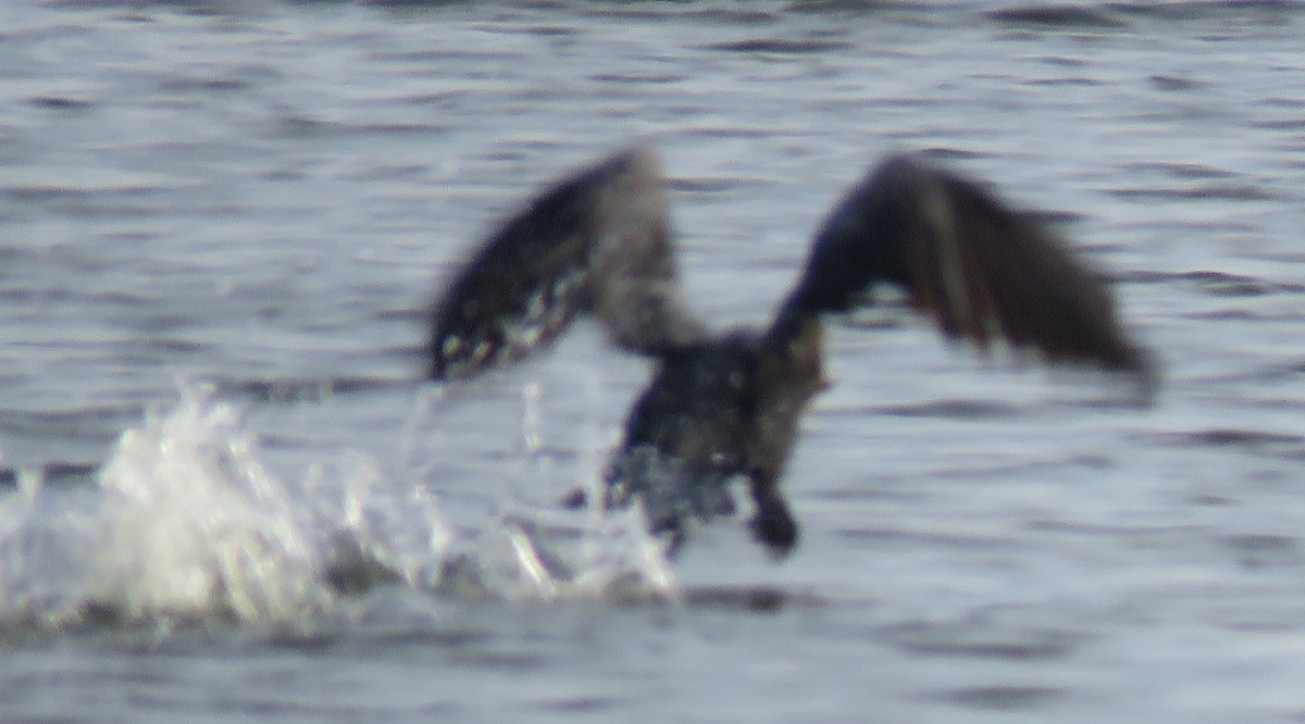 Double-crested Cormorant - ML605592921