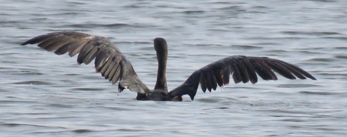 Double-crested Cormorant - ML605592931