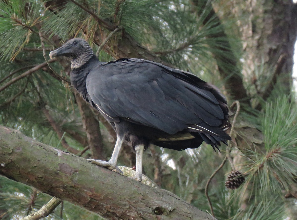 Black Vulture - ML605593121