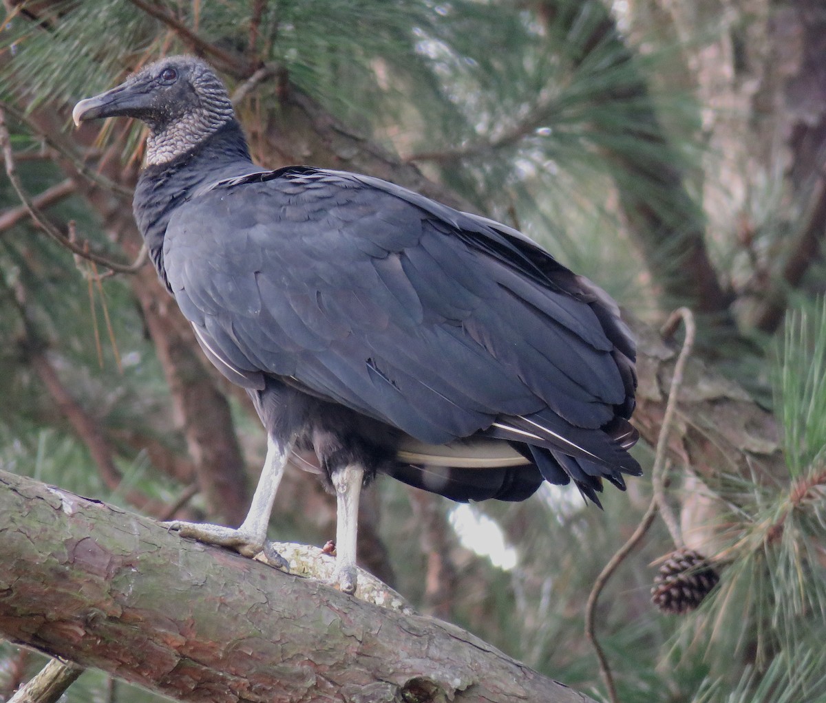 Black Vulture - ML605593131