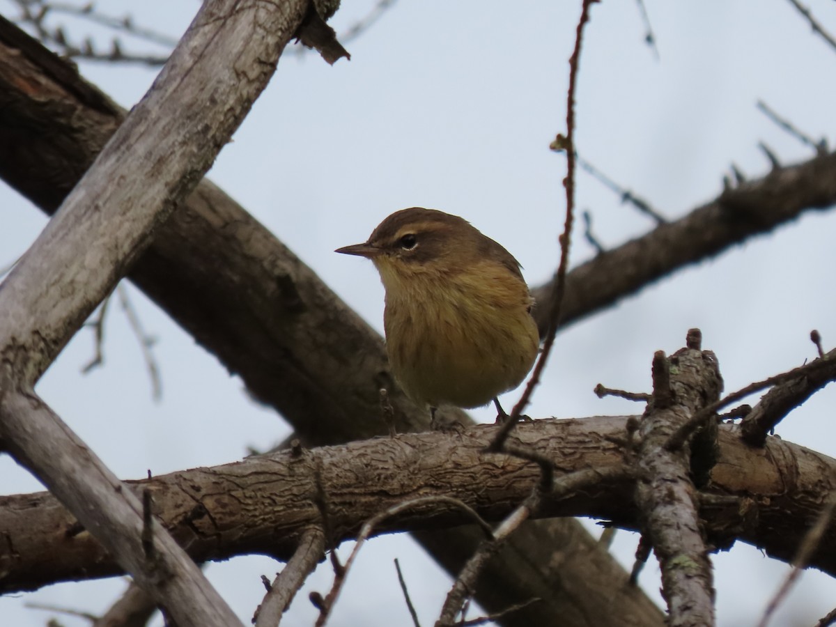 Paruline à couronne rousse - ML605593341