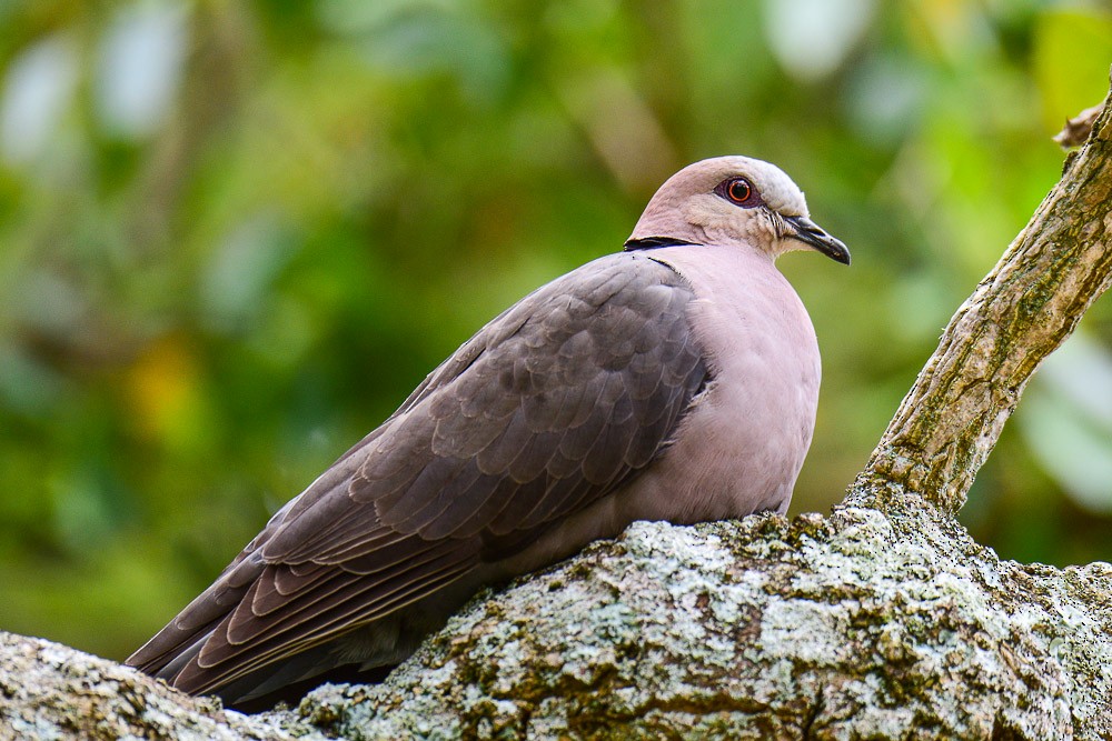 Red-eyed Dove - ML605593461