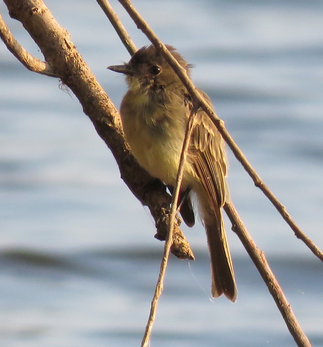 Eastern Phoebe - ML605593581