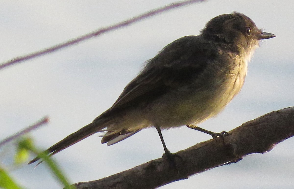 Eastern Phoebe - ML605593601