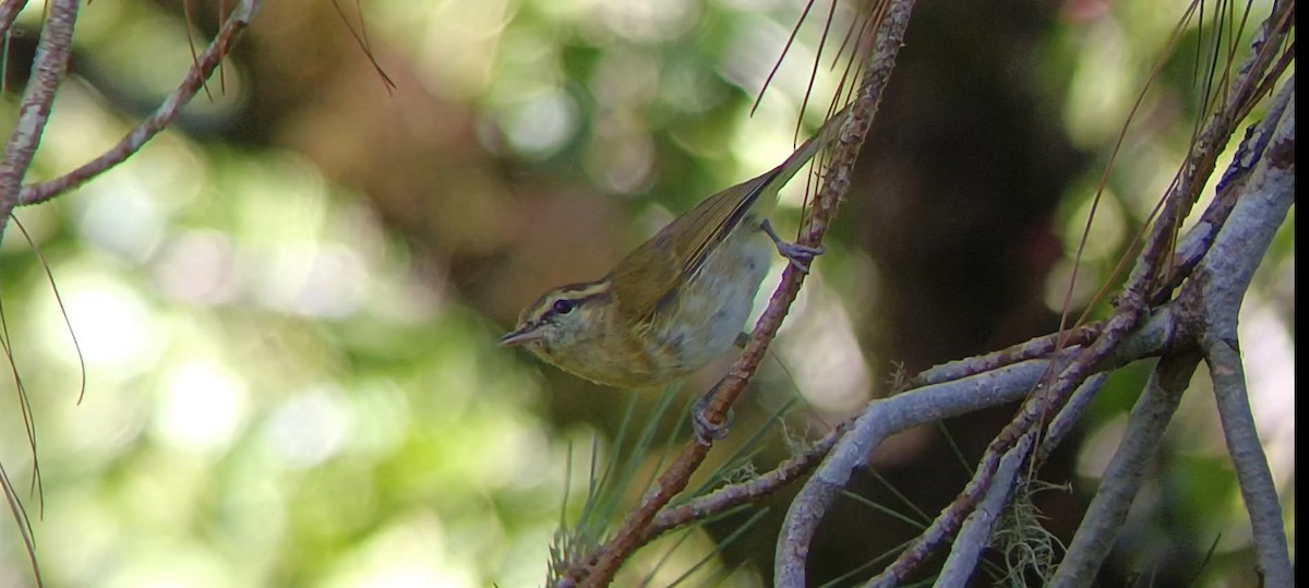 Lompobattang Leaf Warbler - ML605593811