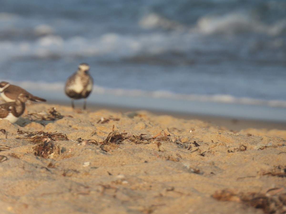 Black-bellied Plover - ML605593961