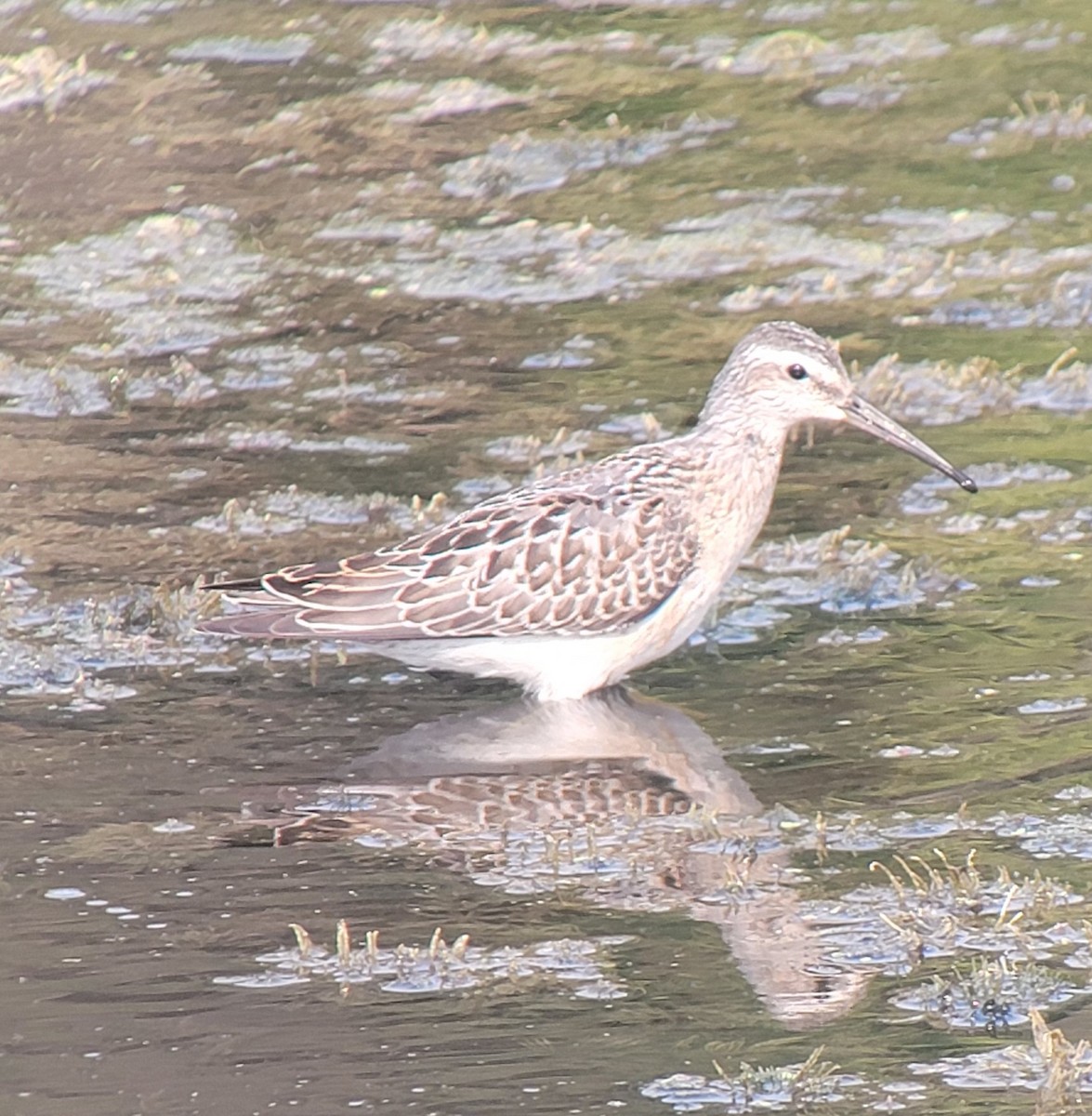 Stilt Sandpiper - ML605594341