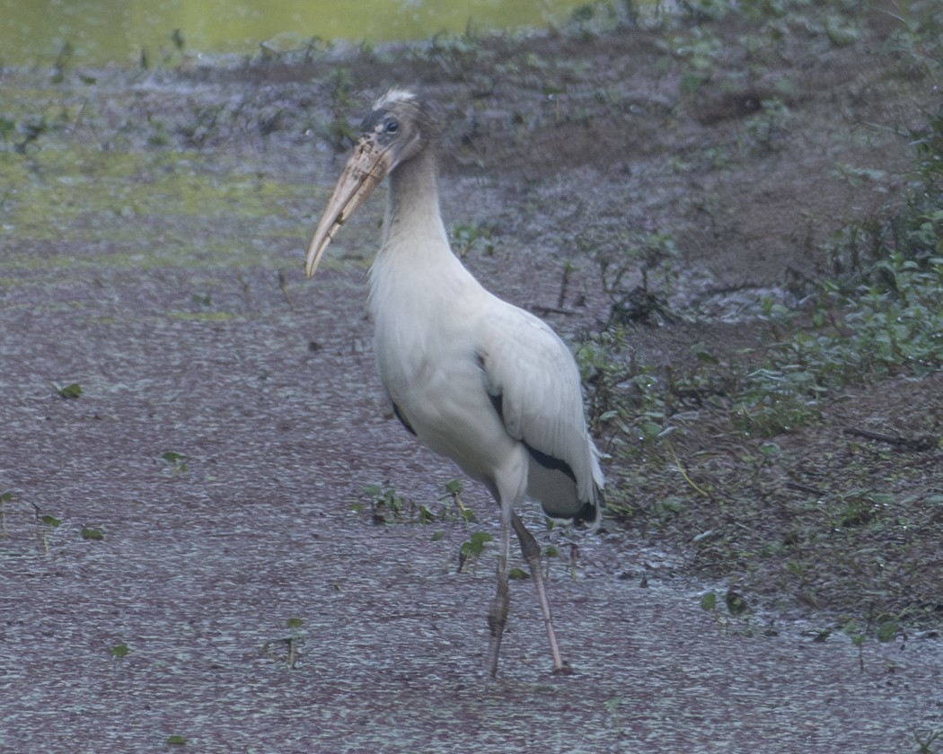 Wood Stork - ML605594931