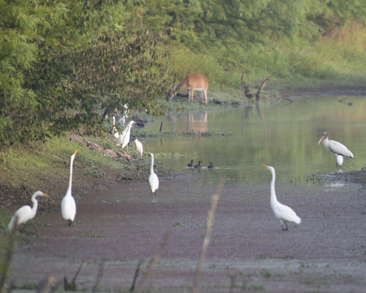 Wood Stork - ML605594981