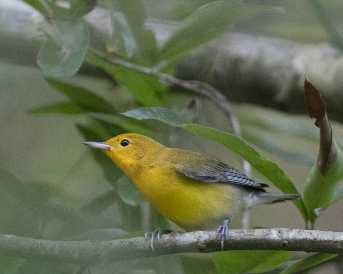Prothonotary Warbler - ML605595181