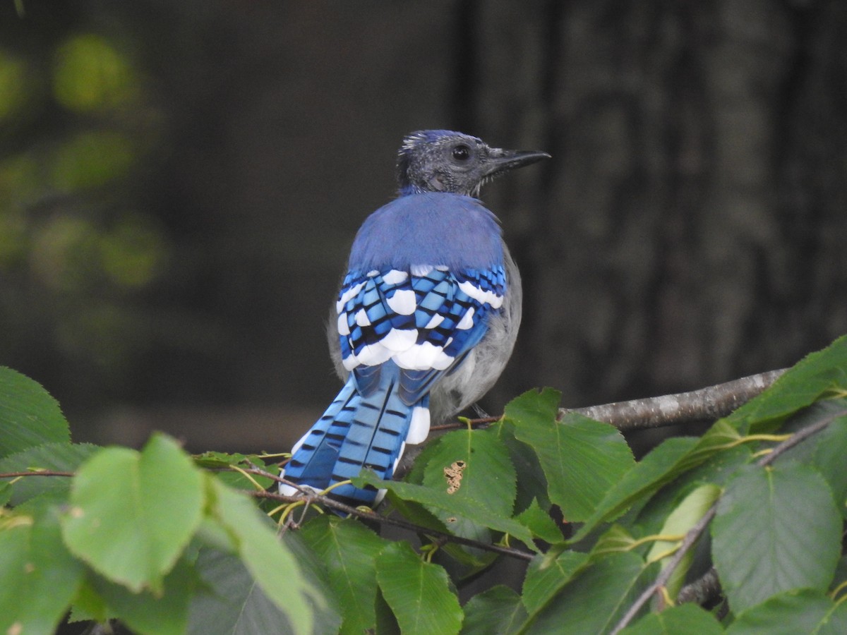 Chara Azul - ML605595811