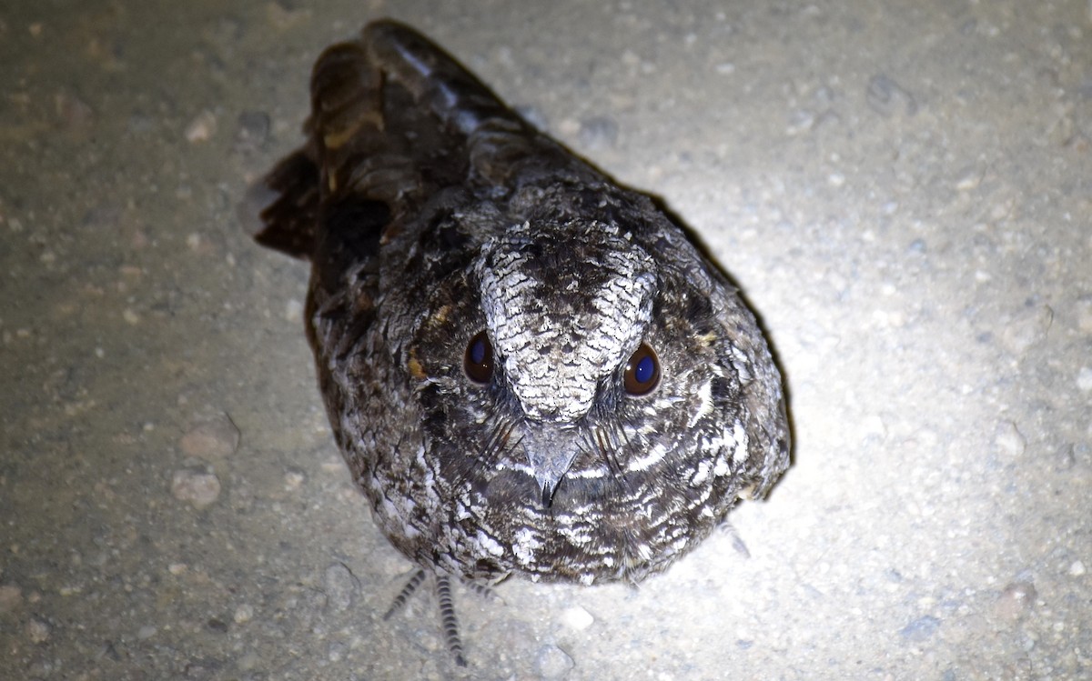 Common Poorwill - ML60559611