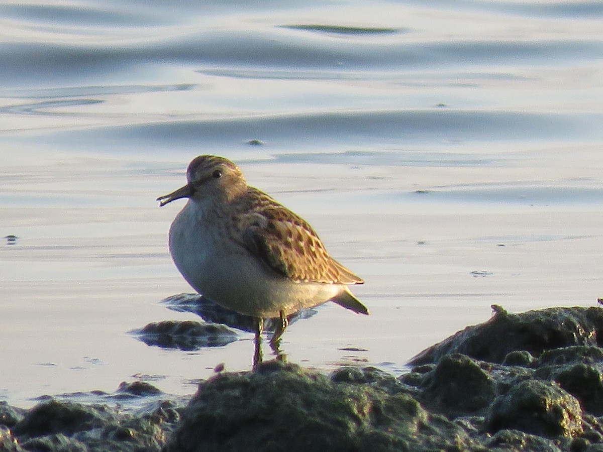 Least Sandpiper - ML605596241