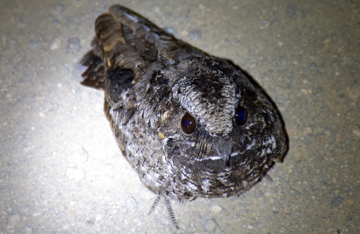 Common Poorwill - ML60559751