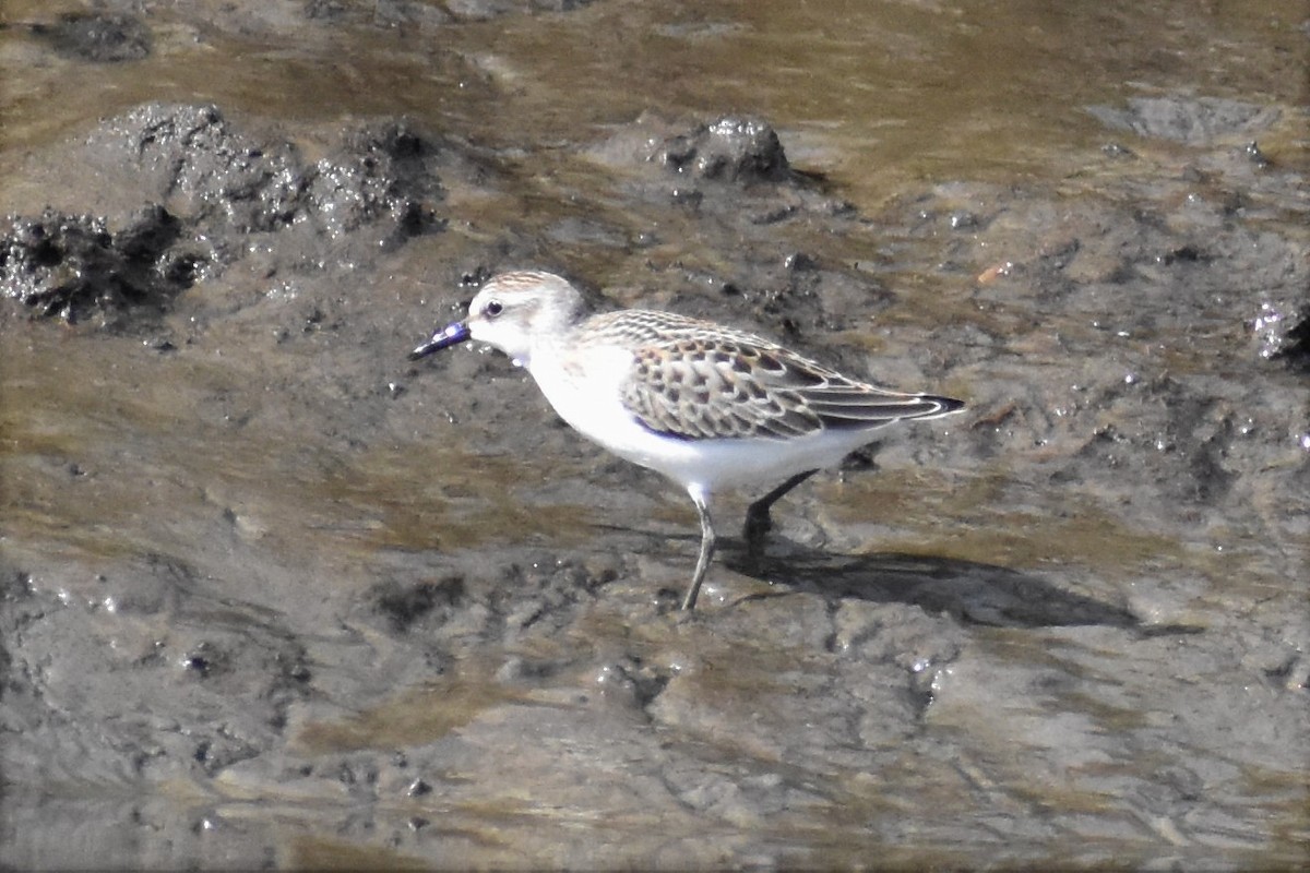 Semipalmated Sandpiper - CAITLYN Cooper