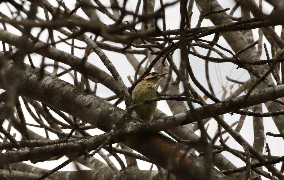 Bennett's Woodpecker - ML605598301