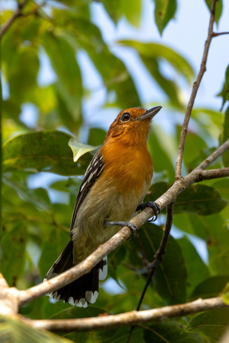 Amazonian Antshrike - ML605598831