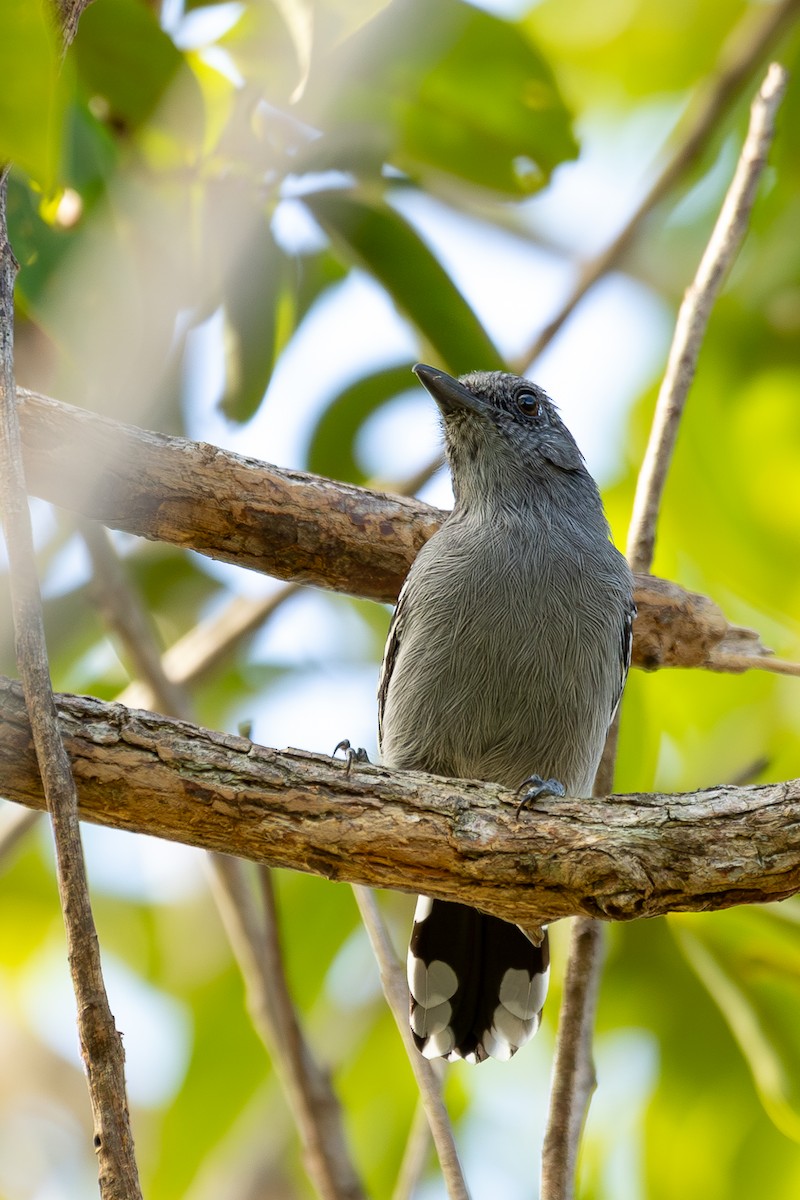 Amazonian Antshrike - ML605598841