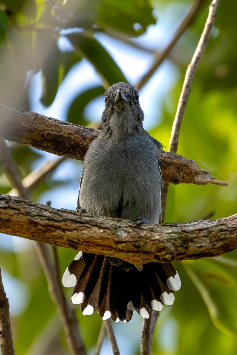 Amazonian Antshrike - ML605598861