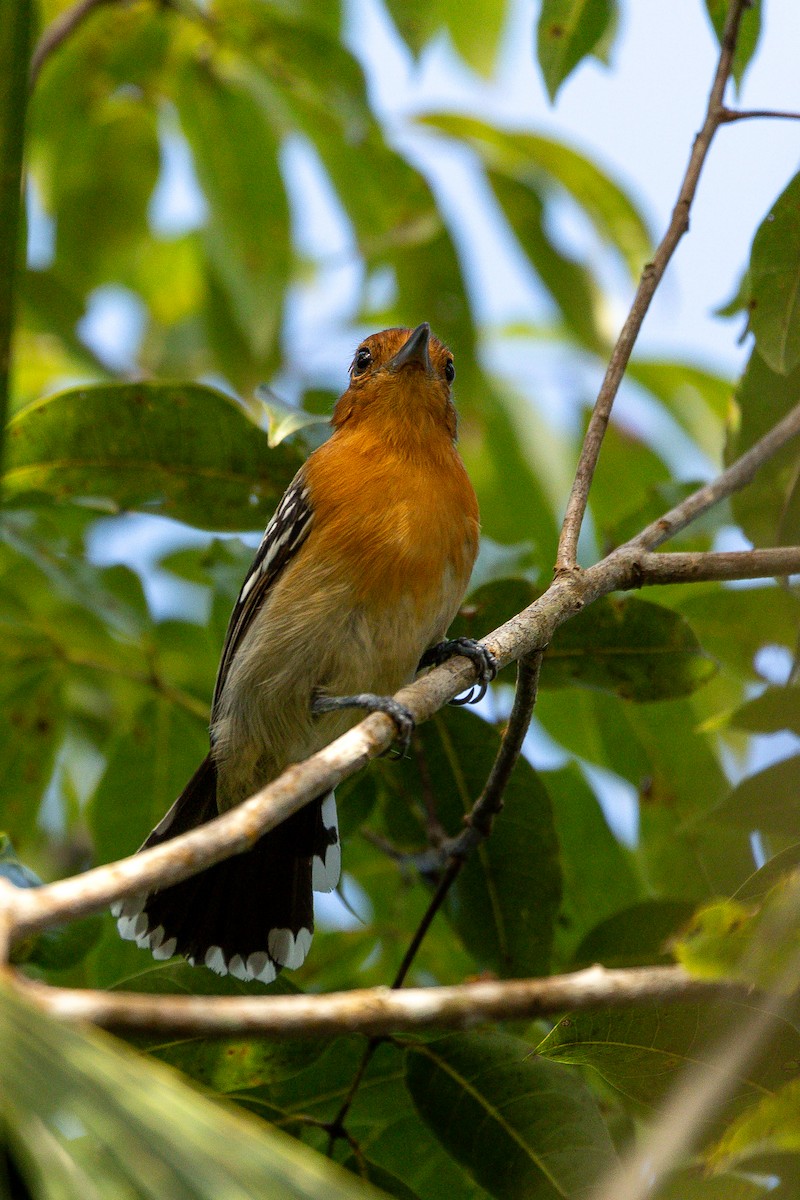 Amazonian Antshrike - ML605598871