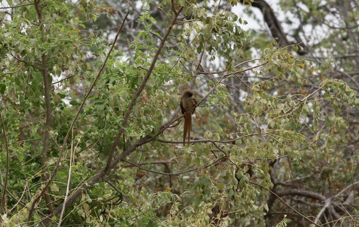 Red-backed Mousebird - ML605599091
