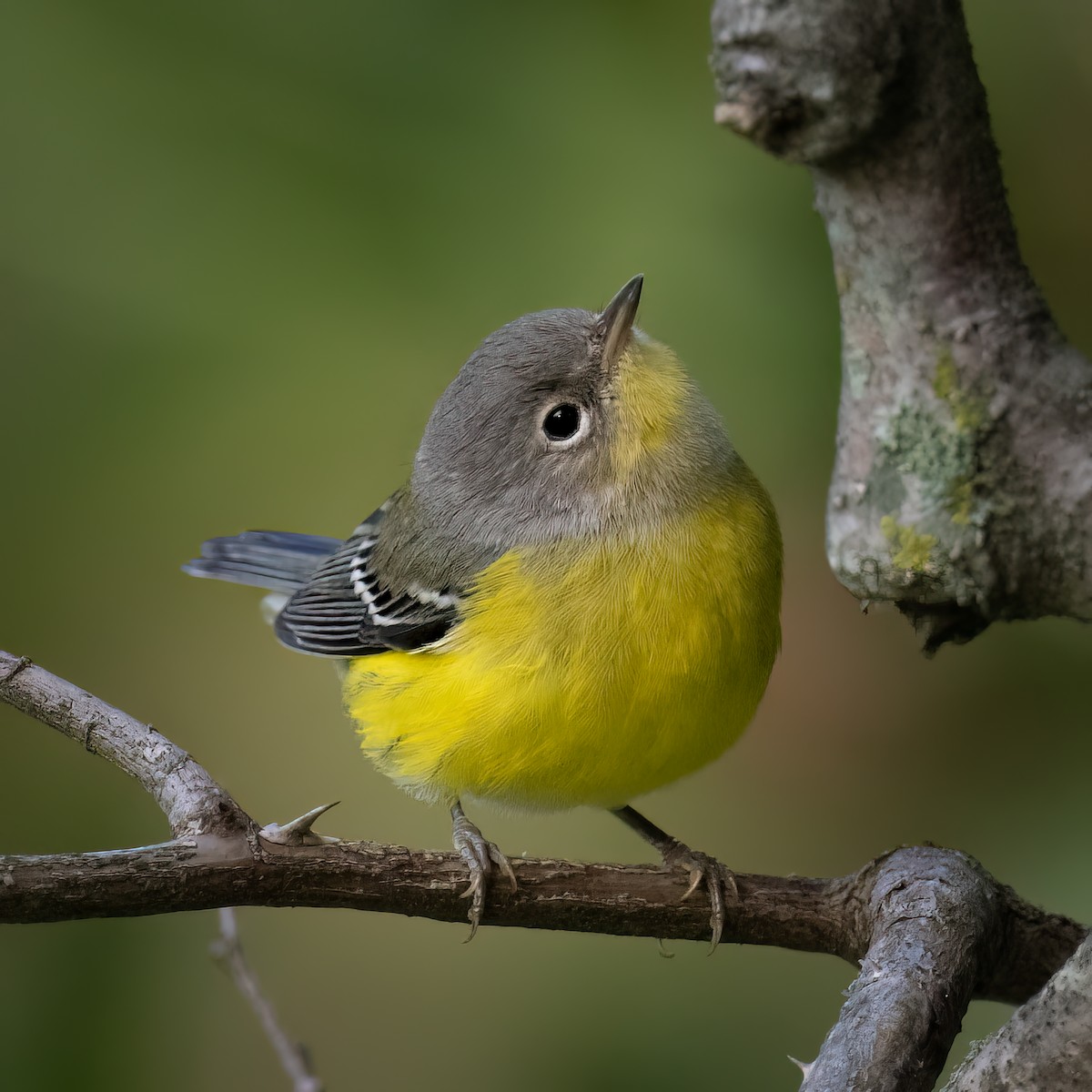 Magnolia Warbler - ML605599821