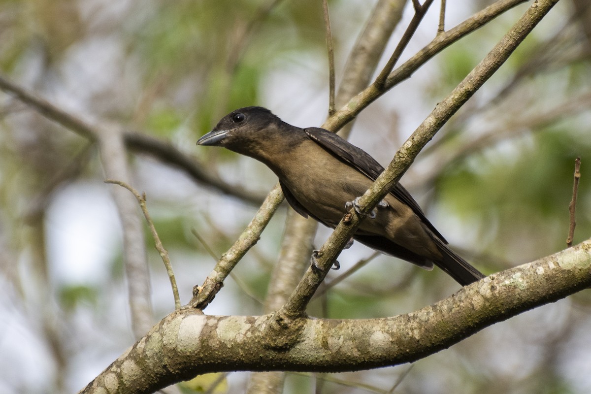 Crested Becard - Luiz Carlos Ramassotti