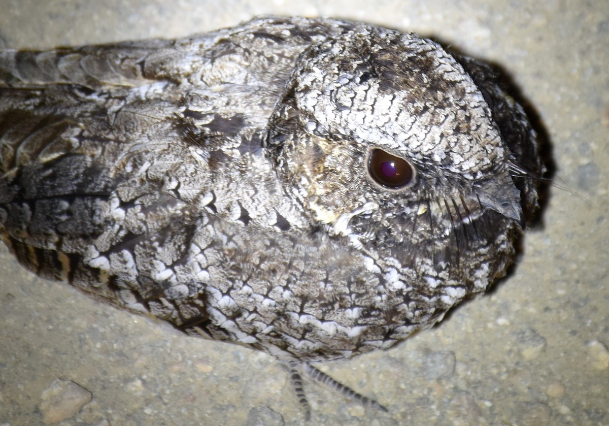 Common Poorwill - ML60560121